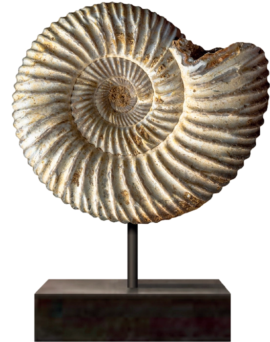 Nautille